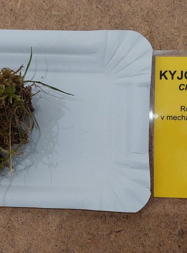 KYJOVEČKA SVAZČITÁ (Clavulinopsis corniculata) FOTO: Marta Knauerová, 25.–26. 10. 2025