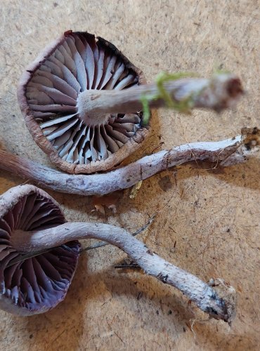 LAKOVKA AMETYSTOVÁ (Laccaria amethystina) FOTO: Marta Knauerová, 25.–26. 10. 2025