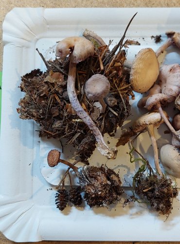 LAKOVKA AMETYSTOVÁ (Laccaria amethystina) FOTO: Marta Knauerová, 25.–26. 10. 2025