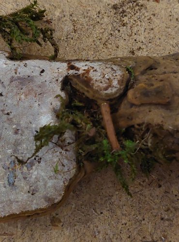 LESKLOKORKA PLOSKÁ (Ganoderma applanatum) FOTO: Marta Knauerová, 25.–26. 10. 2025