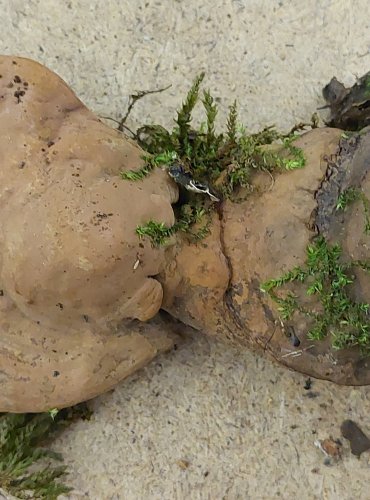 LESKLOKORKA PLOSKÁ (Ganoderma applanatum) FOTO: Marta Knauerová, 25.–26. 10. 2025