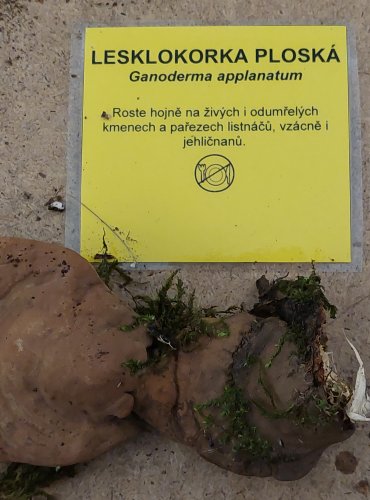 LESKLOKORKA PLOSKÁ (Ganoderma applanatum) FOTO: Marta Knauerová, 25.–26. 10. 2025