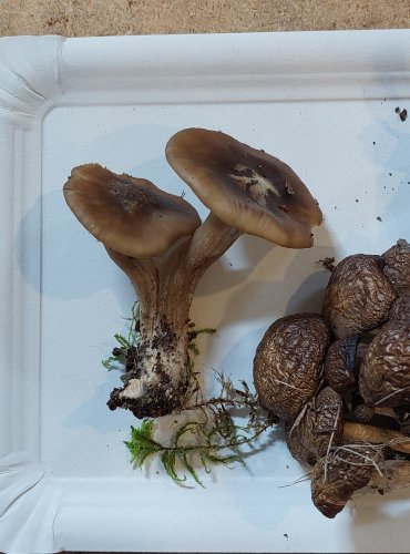 LÍHA NAHLOUČENÁ (Lyophyllum decastes) FOTO: Marta Knauerová, 25.–26. 10. 2025