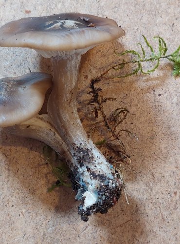 LÍHA NAHLOUČENÁ (Lyophyllum decastes) FOTO: Marta Knauerová, 25.–26. 10. 2025