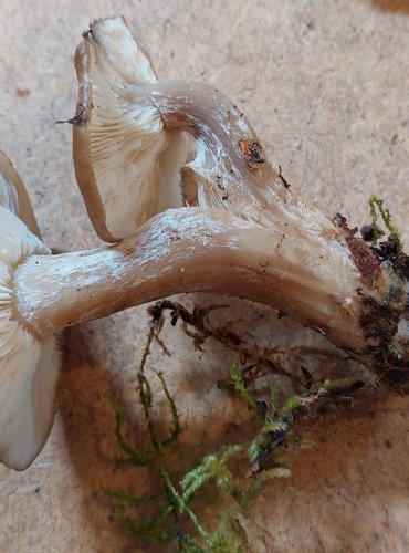 LÍHA NAHLOUČENÁ (Lyophyllum decastes) FOTO: Marta Knauerová, 25.–26. 10. 2025