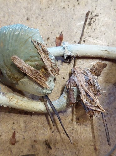 
LÍMCOVKA MĚDĚNKOVÁ (Stropharia aeruginosa) FOTO: Marta Knauerová, 25.–26. 10. 2025
