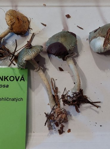 
LÍMCOVKA MĚDĚNKOVÁ (Stropharia aeruginosa) FOTO: Marta Knauerová, 25.–26. 10. 2025
