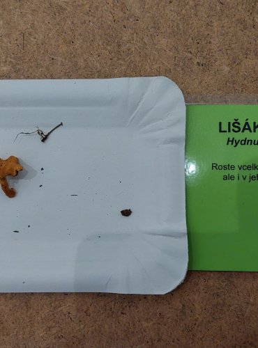 LIŠÁK RYŠAVÝ (Hydnum rufescens) FOTO: Marta Knauerová, 25.–26. 10. 2025