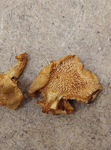 LIŠÁK RYŠAVÝ (Hydnum rufescens) FOTO: Marta Knauerová, 25.–26. 10. 2025