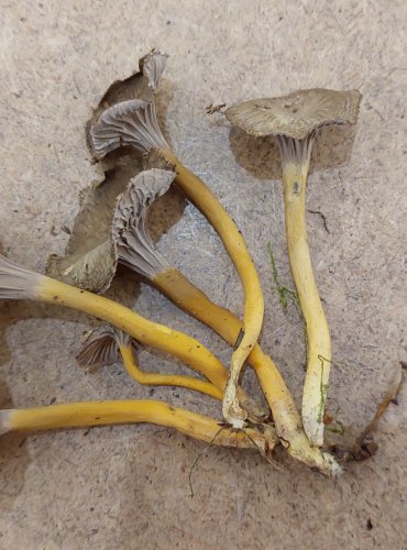 LIŠKA NÁLEVKOVITÁ (Cantharellus tubaeformis) FOTO: Marta Knauerová, 25.–26. 10. 2025