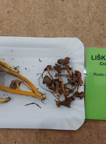 LIŠKA NÁLEVKOVITÁ (Cantharellus tubaeformis) FOTO: Marta Knauerová, 25.–26. 10. 2025