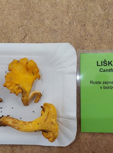 LIŠKA OBECNÁ (Cantharellus cibarius) FOTO: Marta Knauerová, 25.–26. 10. 2025