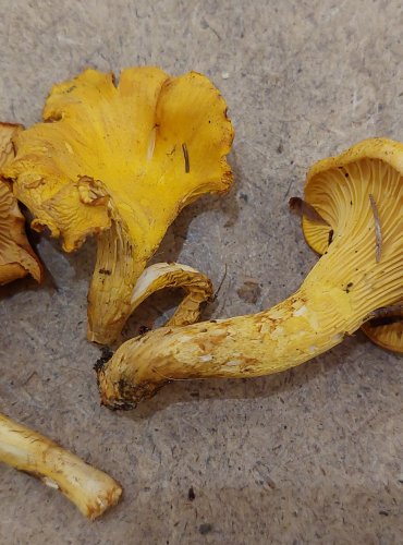LIŠKA OBECNÁ (Cantharellus cibarius) FOTO: Marta Knauerová, 25.–26. 10. 2025