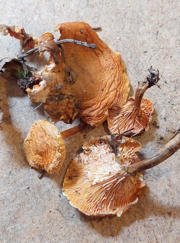 
LIŠTIČKA POMERANČOVÁ (Hygrophoropsis aurantiaca) FOTO: Marta Knauerová, 25.–26. 10. 2025

