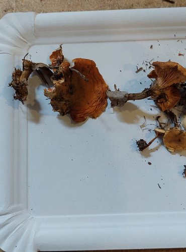 
LIŠTIČKA POMERANČOVÁ (Hygrophoropsis aurantiaca) FOTO: Marta Knauerová, 25.–26. 10. 2025

