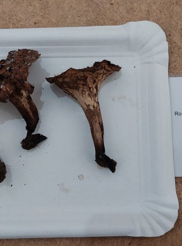 LOŠÁK JELENÍ (Sarcodon imbricatus), zapsán v Červeném seznamu hub (makromycetů) České republiky v kategorii NT – téměř ohrožený druh, FOTO: Marta Knauerová, 25.–26. 10. 2025