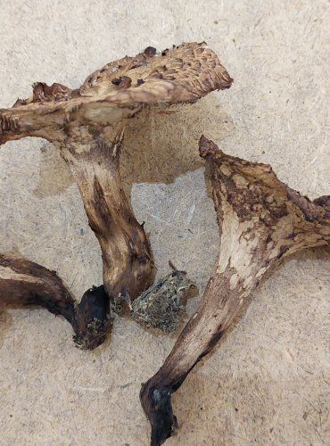 LOŠÁK JELENÍ (Sarcodon imbricatus), zapsán v Červeném seznamu hub (makromycetů) České republiky v kategorii NT – téměř ohrožený druh, FOTO: Marta Knauerová, 25.–26. 10. 2025