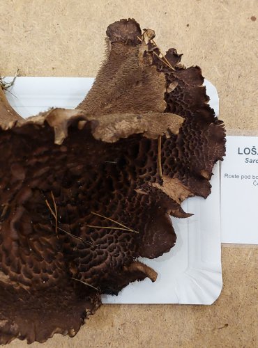LOŠÁK ŠUPINATÝ (Sarcodon squamosus), zapsán v Červeném seznamu hub (makromycetů) České republiky v kategorii VU – zranitelný druh, FOTO: Marta Knauerová, 25.–26. 10. 2025