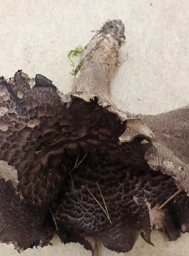 LOŠÁK ŠUPINATÝ (Sarcodon squamosus), zapsán v Červeném seznamu hub (makromycetů) České republiky v kategorii VU – zranitelný druh, FOTO: Marta Knauerová, 25.–26. 10. 2025