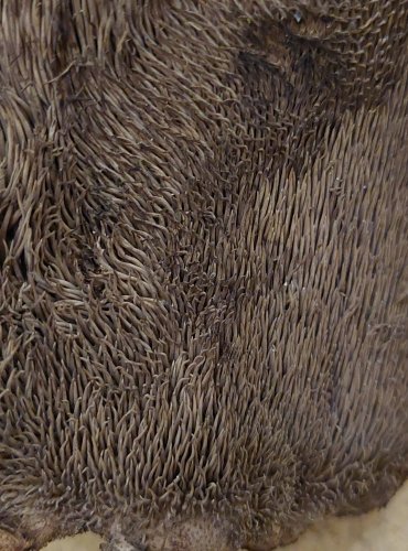 LOŠÁK ŠUPINATÝ (Sarcodon squamosus), zapsán v Červeném seznamu hub (makromycetů) České republiky v kategorii VU – zranitelný druh, FOTO: Marta Knauerová, 25.–26. 10. 2025