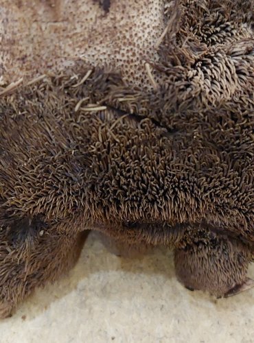 LOŠÁK ŠUPINATÝ (Sarcodon squamosus), zapsán v Červeném seznamu hub (makromycetů) České republiky v kategorii VU – zranitelný druh, FOTO: Marta Knauerová, 25.–26. 10. 2025