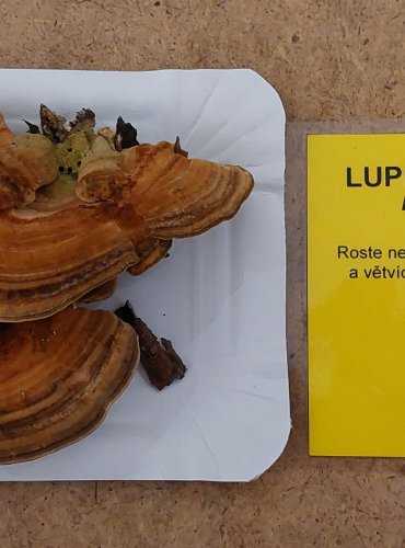 LUPENÍK BŘEZOVÝ (Lenzites betulina) FOTO: Marta Knauerová, 25.–26. 10. 2025