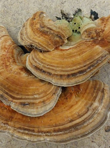 LUPENÍK BŘEZOVÝ (Lenzites betulina) FOTO: Marta Knauerová, 25.–26. 10. 2025