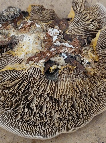 LUPENÍK BŘEZOVÝ (Lenzites betulina) FOTO: Marta Knauerová, 25.–26. 10. 2025