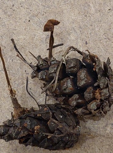 LŽIČKOVEC ŠIŠKOVÝ (Auriscalpium vulgare) FOTO: Marta Knauerová, 25.–26. 10. 2025