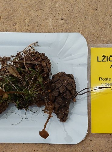 LŽIČKOVEC ŠIŠKOVÝ (Auriscalpium vulgare) FOTO: Marta Knauerová, 25.–26. 10. 2025