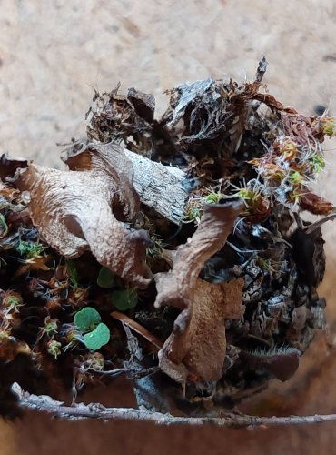 MECHÁČEK LOPATKOVITÝ (Arrhenia spathulata) FOTO: Marta Knauerová, 25.–26. 10. 2025