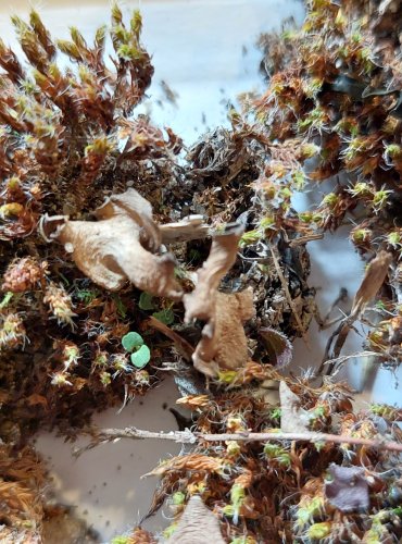 MECHÁČEK LOPATKOVITÝ (Arrhenia spathulata) FOTO: Marta Knauerová, 25.–26. 10. 2025