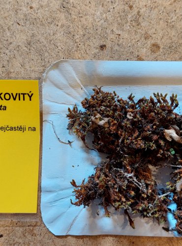 MECHÁČEK LOPATKOVITÝ (Arrhenia spathulata) FOTO: Marta Knauerová, 25.–26. 10. 2025