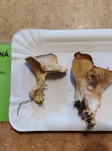 MECHOVKA OBECNÁ (Clitopilus prunulus) FOTO: Marta Knauerová, 25.–26. 10. 2025