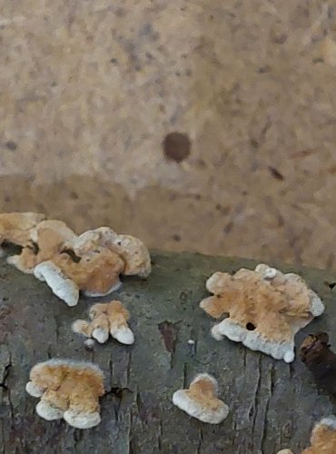 MĚKKOUŠ KADEŘAVÝ (Plicaturopsis crispa) FOTO: Marta Knauerová, 25.–26. 10. 2025