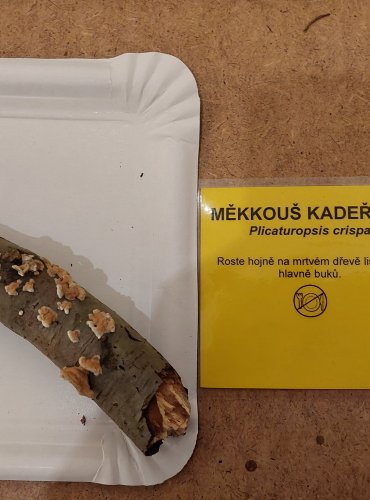 MĚKKOUŠ KADEŘAVÝ (Plicaturopsis crispa) FOTO: Marta Knauerová, 25.–26. 10. 2025
