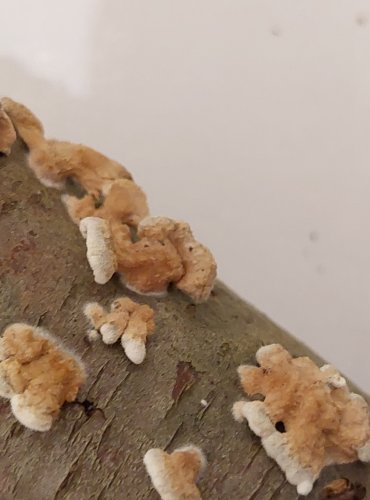 MĚKKOUŠ KADEŘAVÝ (Plicaturopsis crispa) FOTO: Marta Knauerová, 25.–26. 10. 2025