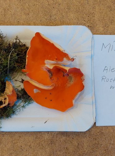 MÍSENKA ORANŽOVÁ (Aleuria aurantia) zapsána v Červeném seznamu hub (makromycetů) České republiky v kategorii NT – téměř ohrožený druh, FOTO: Marta Knauerová, 25.–26. 10. 2025
 
