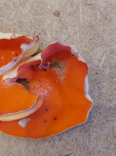 MÍSENKA ORANŽOVÁ (Aleuria aurantia) zapsána v Červeném seznamu hub (makromycetů) České republiky v kategorii NT – téměř ohrožený druh, FOTO: Marta Knauerová, 25.–26. 10. 2025
 
