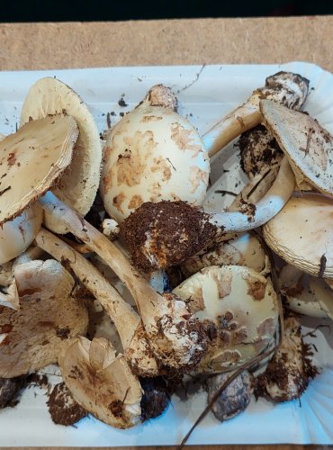 MUCHOMŮRKA CITRONOVÁ (Amanita citrina) FOTO: Marta Knauerová, 25.–26. 10. 2025

