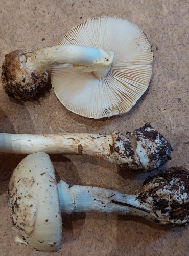 MUCHOMŮRKA CITRONOVÁ (Amanita citrina) FOTO: Marta Knauerová, 25.–26. 10. 2025

