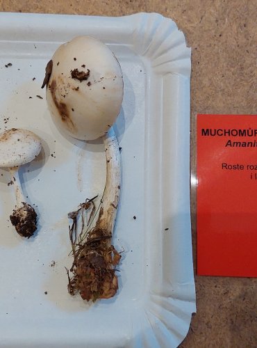 MUCHOMŮRKA CITRONOVÁ BÍLÁ (Amanita citrina var. alba) FOTO: Marta Knauerová, 25.–26. 10. 2025