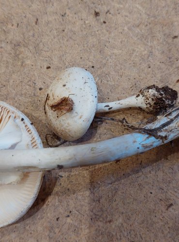 MUCHOMŮRKA CITRONOVÁ BÍLÁ (Amanita citrina var. alba) FOTO: Marta Knauerová, 25.–26. 10. 2025