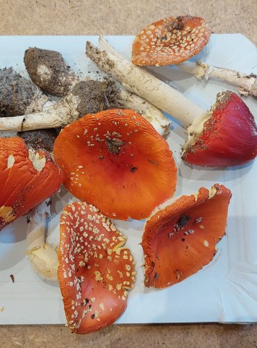 MUCHOMŮRKA ČERVENÁ (Amanita muscaria) FOTO: Marta Knauerová, 25.–26. 10. 2025

