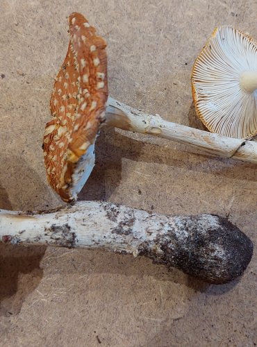 MUCHOMŮRKA ČERVENÁ (Amanita muscaria) FOTO: Marta Knauerová, 25.–26. 10. 2025

