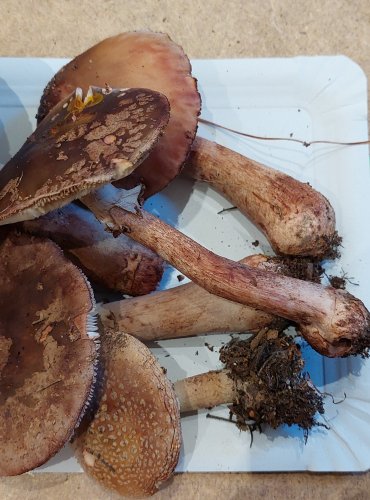 
MUCHOMŮRKA RŮŽOVKA (Amanita rubescens) FOTO: Marta Knauerová, 25.–26. 10. 2025
