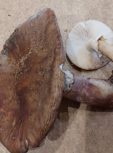 
MUCHOMŮRKA RŮŽOVKA (Amanita rubescens) FOTO: Marta Knauerová, 25.–26. 10. 2025
