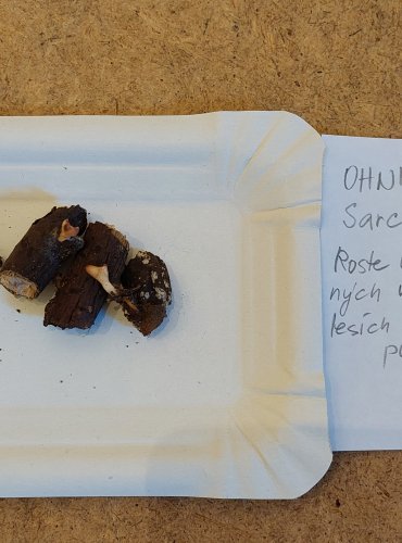 OHNIVEC JURSKÝ (Sarcoscypha jurana) – zapsán v Červeném seznamu hub (makromycetů) České republiky v kategorii VU – zranitelný druh, FOTO: Marta Knauerová, 25.–26. 10. 2025

