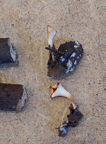 OHNIVEC JURSKÝ (Sarcoscypha jurana) – zapsán v Červeném seznamu hub (makromycetů) České republiky v kategorii VU – zranitelný druh, FOTO: Marta Knauerová, 25.–26. 10. 2025

