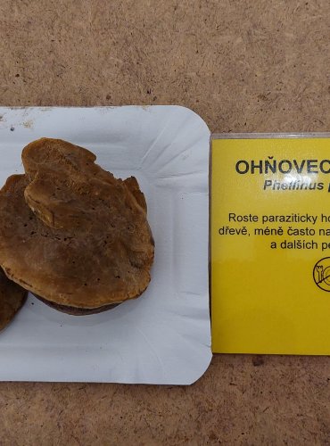 OHŇOVEC OVOCNÝ (Phellinus pomaceus) FOTO: Marta Knauerová, 25.–26. 10. 2025